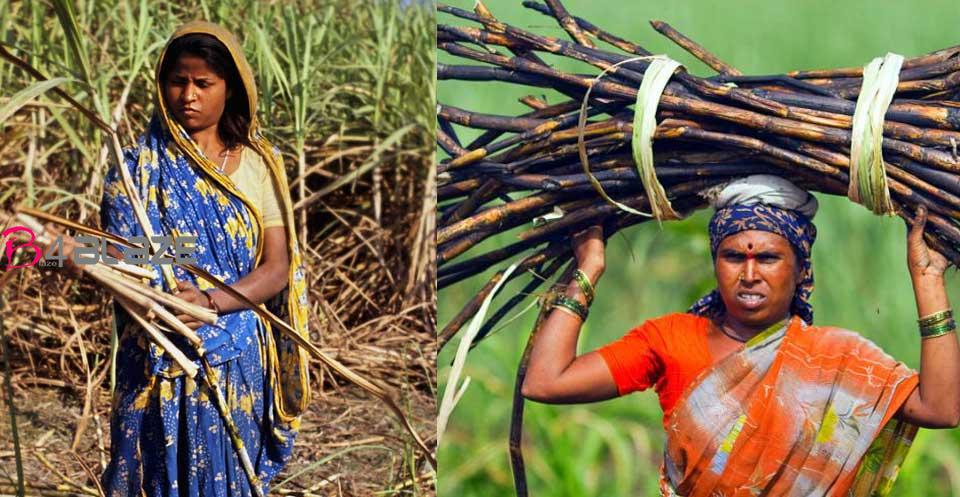 sugarcane farmer removes uetrous